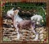 Woodcrest's Kit Carson Chinese Crested