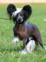 Chattanooga's All Shook Up Chinese Crested