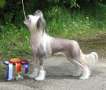 Stormblstens Vampirella Chinese Crested