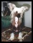 Jokima Japle Chinese Crested