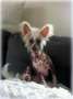 Poulot's Foxy Fiona Chinese Crested