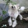 Silkencrest Elwood P Dowd Chinese Crested