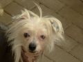 Mystical Blue Planet Nofretete Chinese Crested