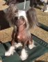 Crest-Vue's Don't Cha'Wanna Ask? Chinese Crested