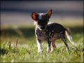 Willow Star's Geisha Chinese Crested