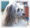 Tournais X-Trovert Personality Chinese Crested