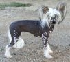 Kimissa Gold Dust Chinese Crested
