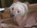 Zydeco's Enchantress of Love Chinese Crested
