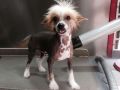 Moonbow's Bob Dylan Chinese Crested