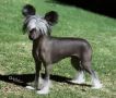 Mohawk Feather Feet Chinese Crested