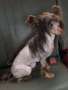 Raven's Loca Mocha Chinese Crested