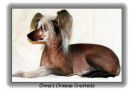 Carrs Mea Diva Chinese Crested