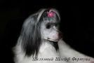 Shelcovij Shlejf Fortuna Chinese Crested