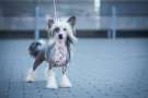 Queenly Heybett Chinese Crested