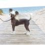 Myrnas Mignon toile Forever Epic Chinese Crested