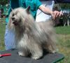 Sunny Lion Renessans Chinese Crested