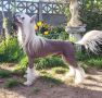 Black Joyfull Jack For Sasima Chinese Crested