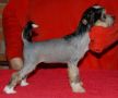 Sasquehanna Zagrywka Chinese Crested