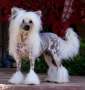 Crest-Vue's Spotted Image de'Krishna Chinese Crested