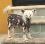Janis Joplin (solares) Chinese Crested