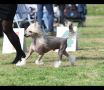 Concrete Clouds Silver Lining Chinese Crested