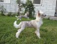 Fortuna Privata Bonus Westtai Chinese Crested