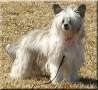 Sea Fire's Yippie Chinese Crested