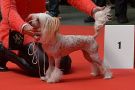 Ch.Holly Dolly du Coeur des Tnbres Chinese Crested