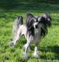 Exotic Spirit Rules of Attraction Chinese Crested