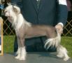 Gingery's Flytrap Chinese Crested