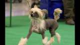 CH. Bryelis The Ringmaster Chinese Crested