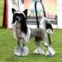 Shida Glam Dreams Chinese Crested