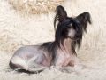 Zlato Dinastii Glam Shane Chinese Crested