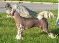 Biarbo's Blue Moon of Braveheart Chinese Crested