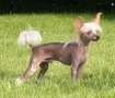 Reject's Five Star Chinese Crested