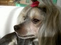 Babette Z Lubuskiej Wsi Chinese Crested