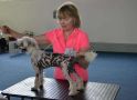 Fatima Cool Lady Chinese Crested