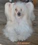 Heart of Dixie's Carmel Frappe Chinese Crested