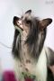 Poseidon De Sothis Chinese Crested