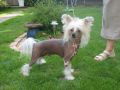 Tuyu No Tinkering with Flash Chinese Crested