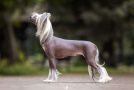 BESI A Primo ad Primos Chinese Crested