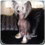 Moonangels Call me Maybe Chinese Crested