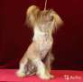 Elisey Laskovy Prints Chinese Crested