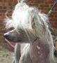 Nisyros Midnight Cowboy Chinese Crested