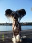 Gou's I Walk the Line Chinese Crested
