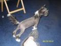 Liberty's Perfect Package At Punjin Chinese Crested