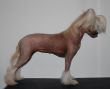 Crestyle D River Azure HHL Chinese Crested