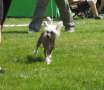 Belshaw's Full Speed Chinese Crested