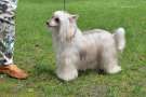 Anna Sky Kennel Uno Mas Margarita Chinese Crested