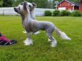 Pinky Twinky Unchained Melody Chinese Crested